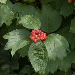 Fruits du Viburnum opulus