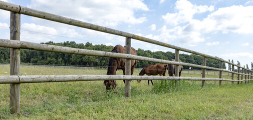 Clôture en bois pour chevaux  © hcast