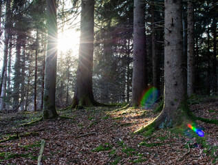 path in the forest