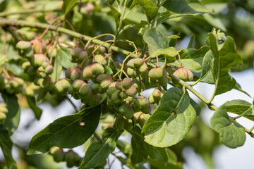 Fruits du Euonymus europaeus