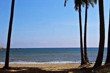 beach with palm trees