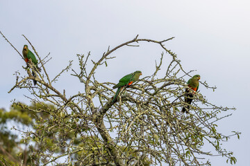 Photograph of three Australian King Parrots sitting in a leafless tree in the sunshine in the Blue Mountains in New South Wales, Australia.