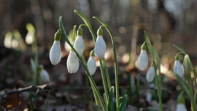 White snowdrops (Galanthus nivalis) grow in the spring in the forest. A light breeze stirs the stems of fragile and delicate primroses. Bright sun rays illuminate the clearing with snowdrops.