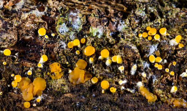 Nectria cinnabarina, saprotrophic red fungus decomposing deciduous wood