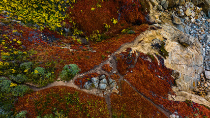Pacific Coast Ice plants and blooms.  Vibrant color patterns
