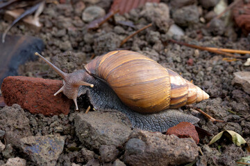 Giant African land snail (Lissachatina fulica) in Arusha National Park in Tanzania East Africa