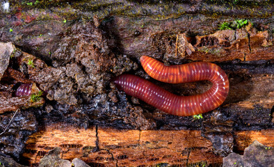 Red earthworm in a hole in the ground under the stump of an old tree