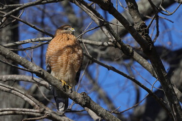 Red shouldered hawk perched in bare tree searching for prey against blue sky. 