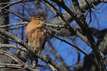 Red shouldered hawk perched in bare tree searching for prey against blue sky. 