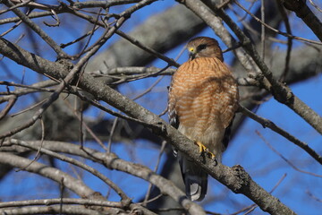 Red shouldered hawk perched in bare tree searching for prey against blue sky. 