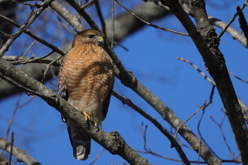 Red shouldered hawk perched in bare tree searching for prey against blue sky. 