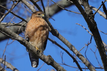 Red shouldered hawk perched in bare tree searching for prey against blue sky. 