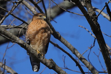 Red shouldered hawk perched in bare tree searching for prey against blue sky. 