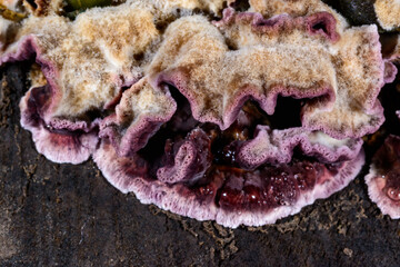 Chondrostereum purpureum, saprotrophic fungus growing on a felled tree in the garden in autumn