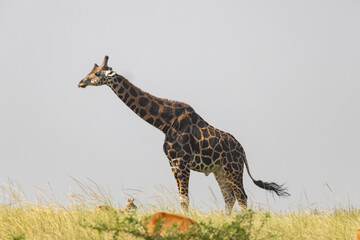 Giraffe
