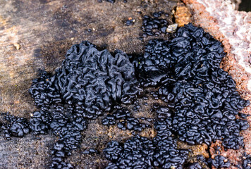 Exidia nigricans, saprotrophic fungus growing on an old rotten stump of a large deciduous tree
