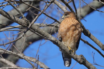Red shouldered hawk perched in bare tree searching for prey against blue sky. 