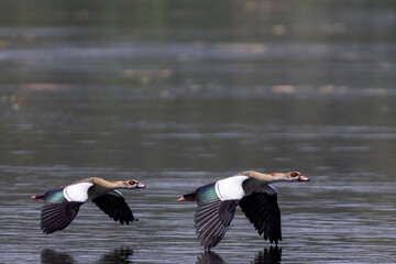 Egyptian goose in flight