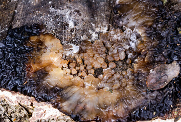 Exidia nigricans, saprotrophic fungus growing on an old rotten stump of a large deciduous tree
