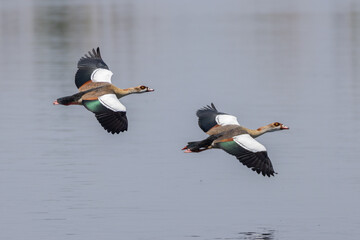 Egyptian goose in flight