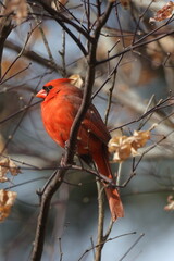 Male northern cardinal red bird perched on limb against blue sky. 