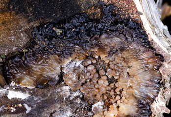 Exidia nigricans, saprotrophic fungus growing on an old rotten stump of a large deciduous tree