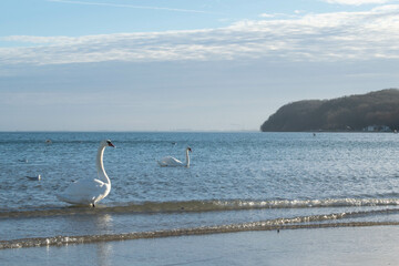 swans on the sea