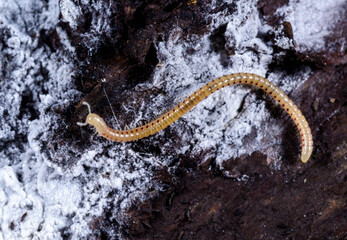 Spotted snake millipede Blaniulus guttulatus, centipede feeds on fungal hyphae on rotten wood of an old tree stump