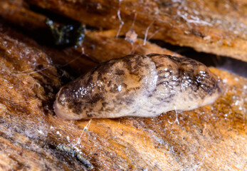 Limacus maculatus - slugs hiding under a rotten old tree stump in cold weather in a garden, Ukraine