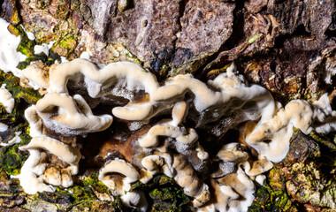 Bjerkandera fumosa, saprotrophic fungus growing on an old rotten stump of a large deciduous tree
