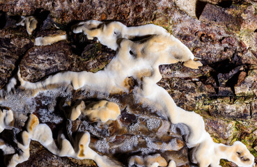 Bjerkandera fumosa, saprotrophic fungus growing on an old rotten stump of a large deciduous tree