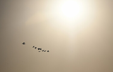 Geese Flying to the Sun