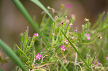 Closeup of hairy willowherb flowers with selective focus on foreground