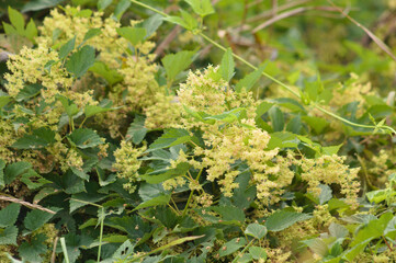 Closeup of common hop flowers with selective focus on foreground