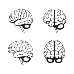 Medical illustration, anatomical brain diagrams, black and white sketches, scientific drawings