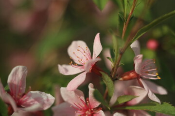 Obraz premium pink flower