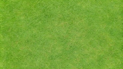 Fototapeta premium golf fairway grass texture top view
