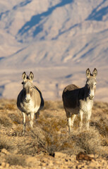 Wild Burros in the LAke Mead National Recreation Area in the Nevada Desert