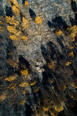 Burnt trees after a forest fire, aerial top view dead black forest after fire, overhead view, climate change. Ecological concept background