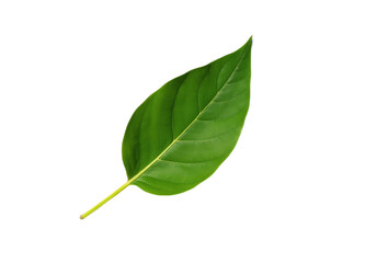 Obraz premium Single green leaf isolated on black background Ideal for websites presentations and print designs related to nature and health