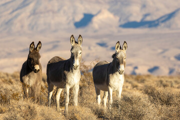 Wild Burros in the LAke Mead National Recreation Area in the Nevada Desert