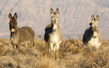 Wild Burros in the LAke Mead National Recreation Area in the Nevada Desert