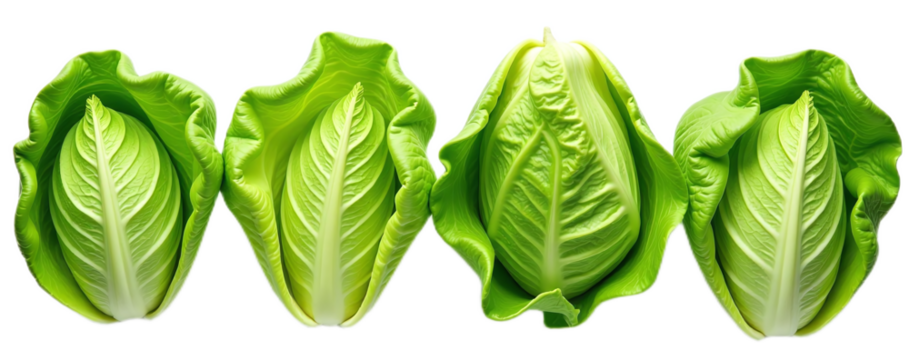 Four heads of fresh green cabbage displayed against a black background Ideal for food blogs cookbooks or grocery websites