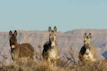 Wild Burros in the LAke Mead National Recreation Area in the Nevada Desert