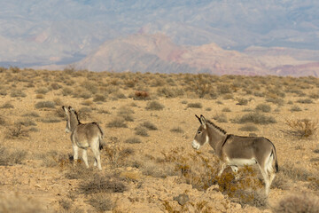 Wild Burros in the LAke Mead National Recreation Area in the Nevada Desert