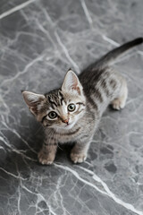 Adorable tabby kitten standing on a marble floor, looking directly at the camera.