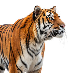 tiger on white background