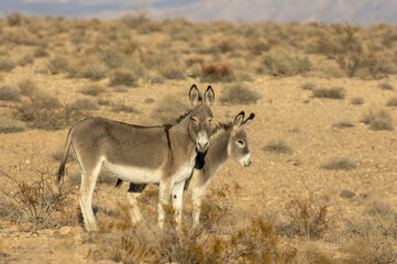 Wild Burros in the LAke Mead National Recreation Area in the Nevada Desert