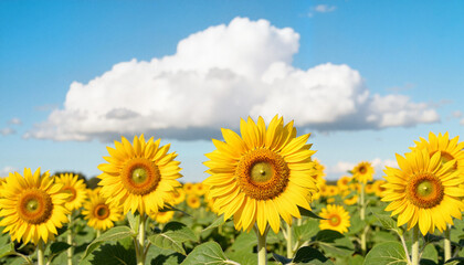 Obraz premium Vibrant sunflowers basking under fluffy clouds in bright sunlight, beauty