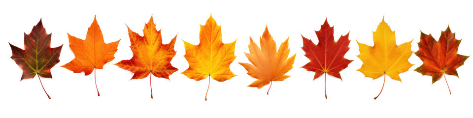 Fototapeta premium A set of autumn leaves Isolated on a transparent background 